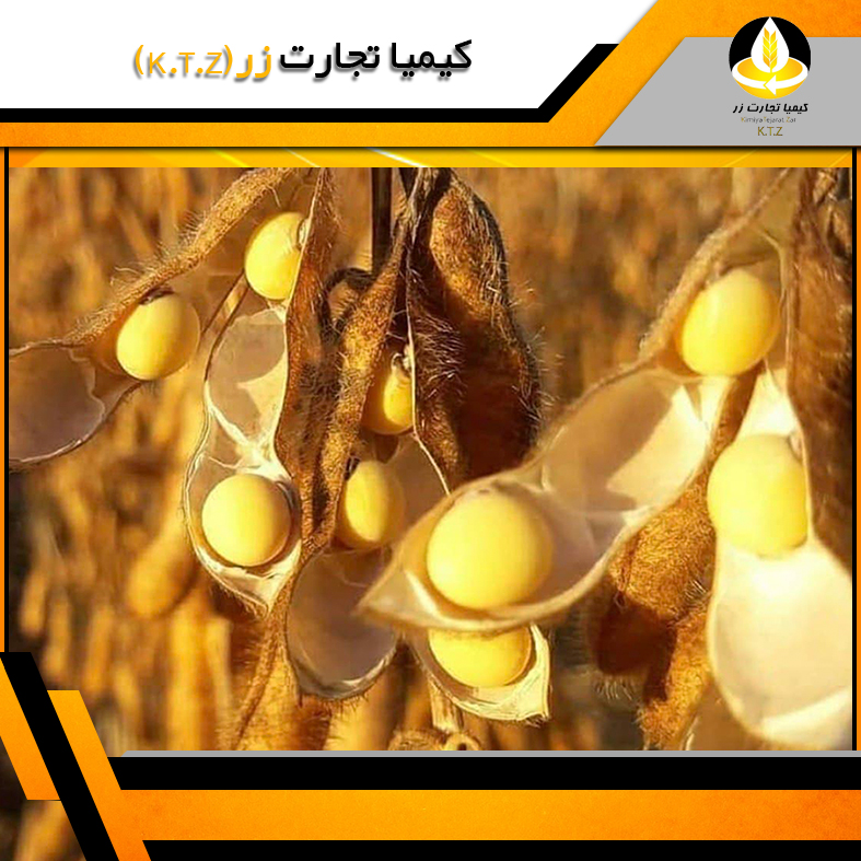 دانه سویا آرژانتین