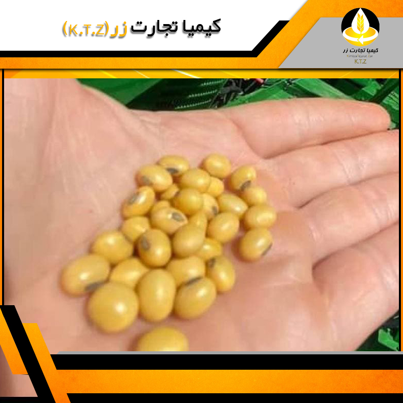 دانه سویا کانادایی