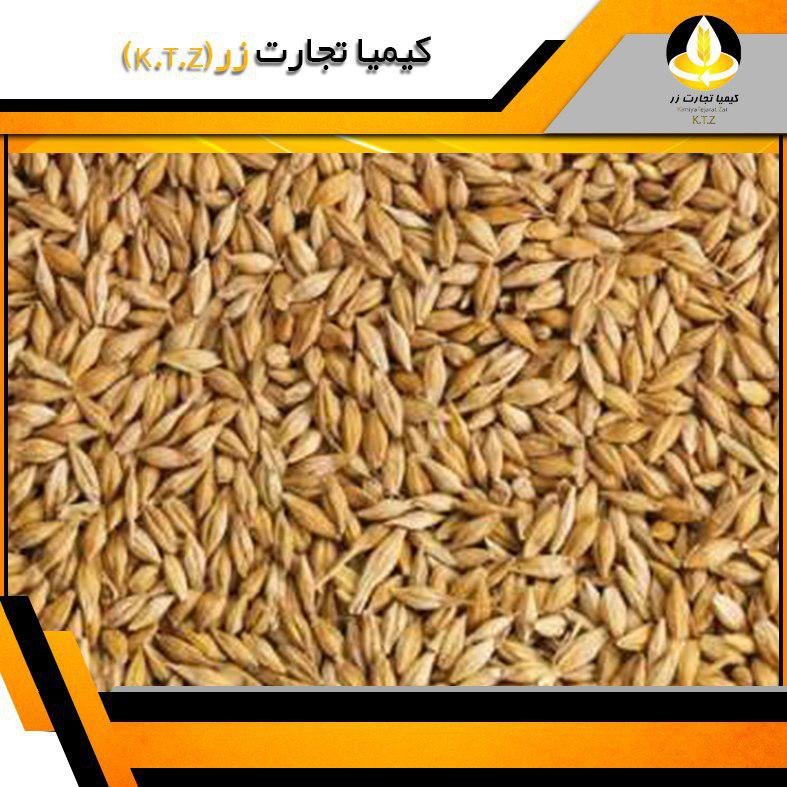 قیمت روز جو آلمان بندر امام