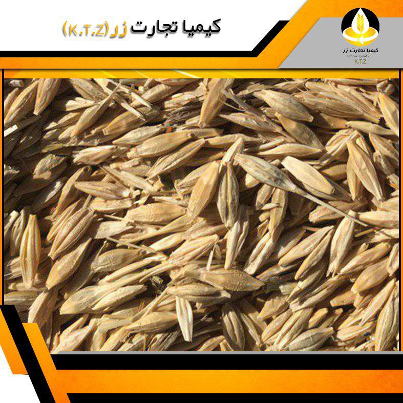 قیمت روز جو داخلی خوزستان