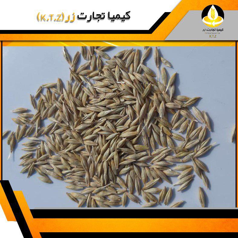 قیمت جو - خرید و فروش جو عمده - بهترین قیمت روز