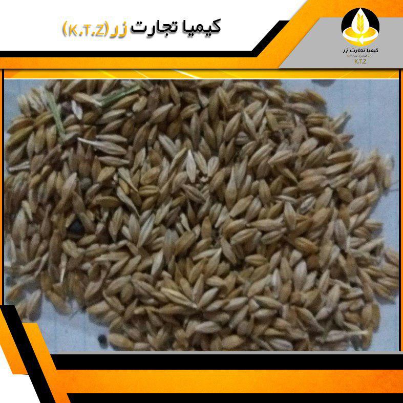 جو رومانی بندر امام