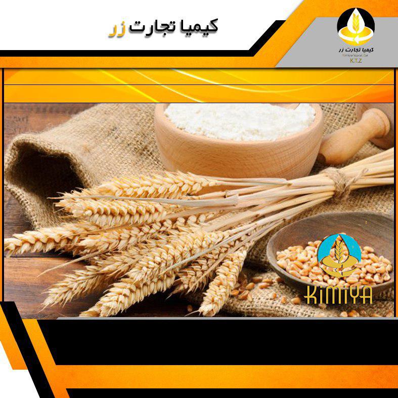 خرده گندم زر کرج