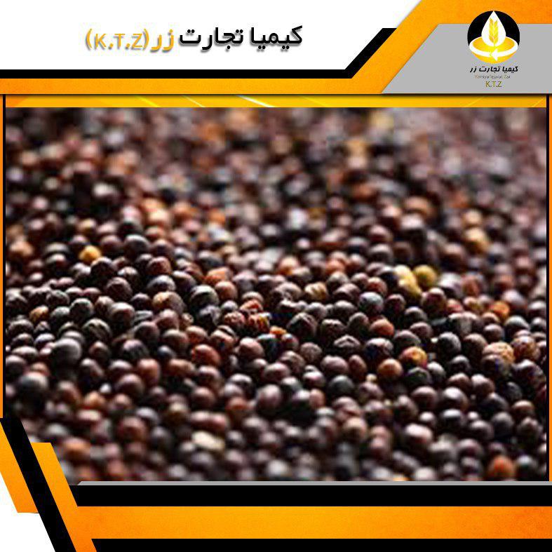 دانه کلزا روس بندر امیرآباد
