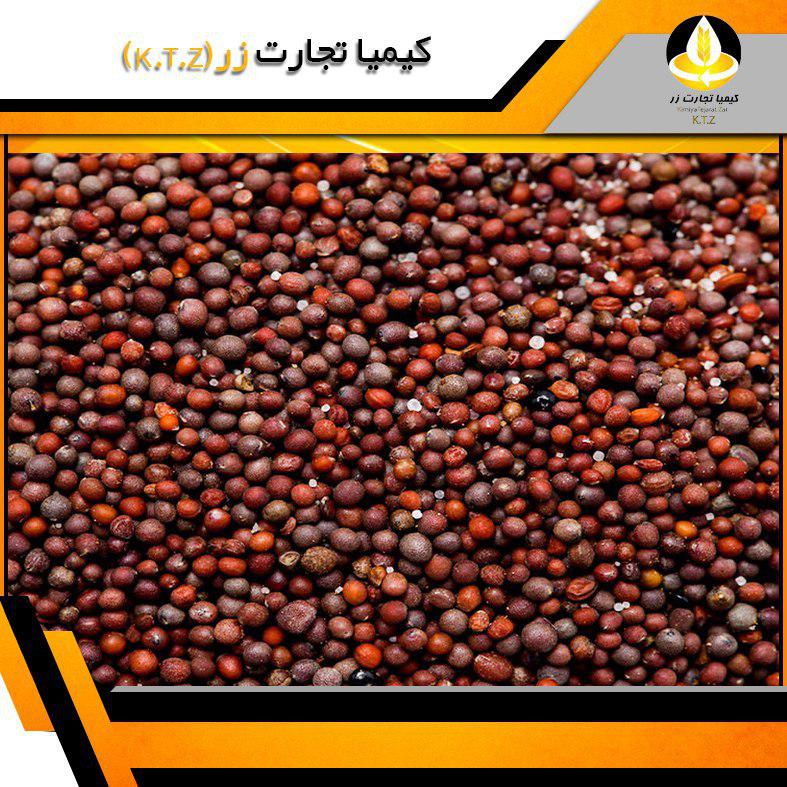 دانه کلزا قزاق مشهد