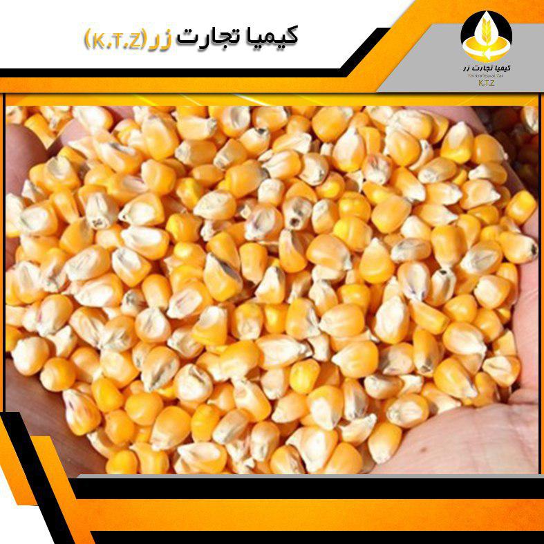 ذرت برزیل بندرامام