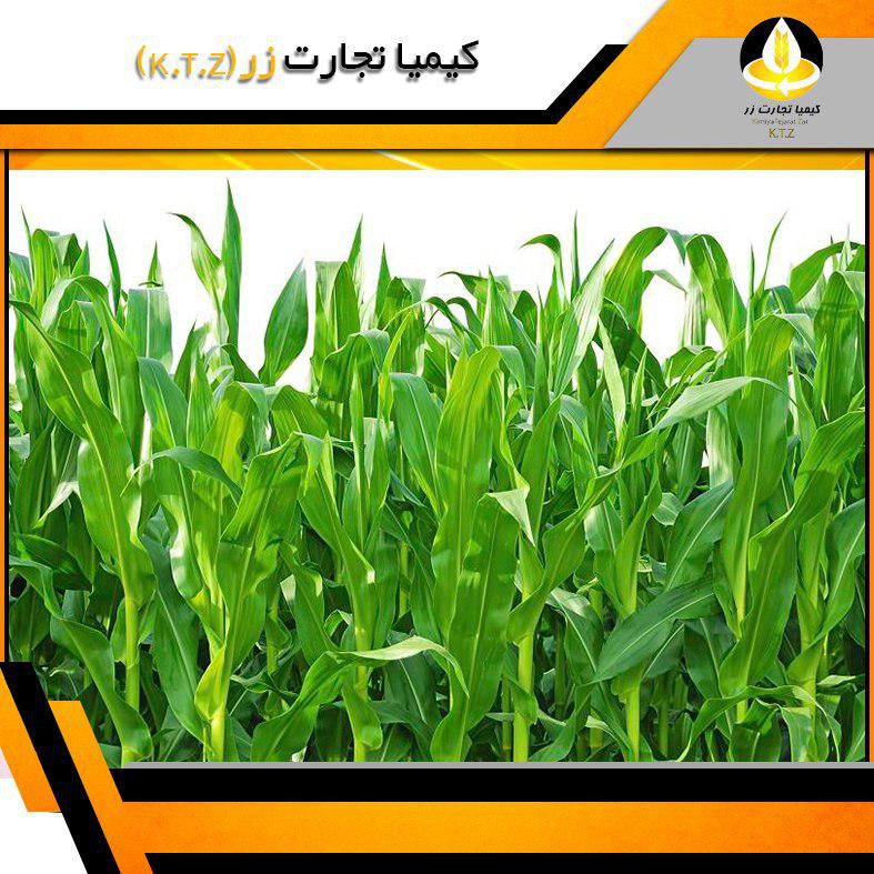 ذرت علوفه چاپر