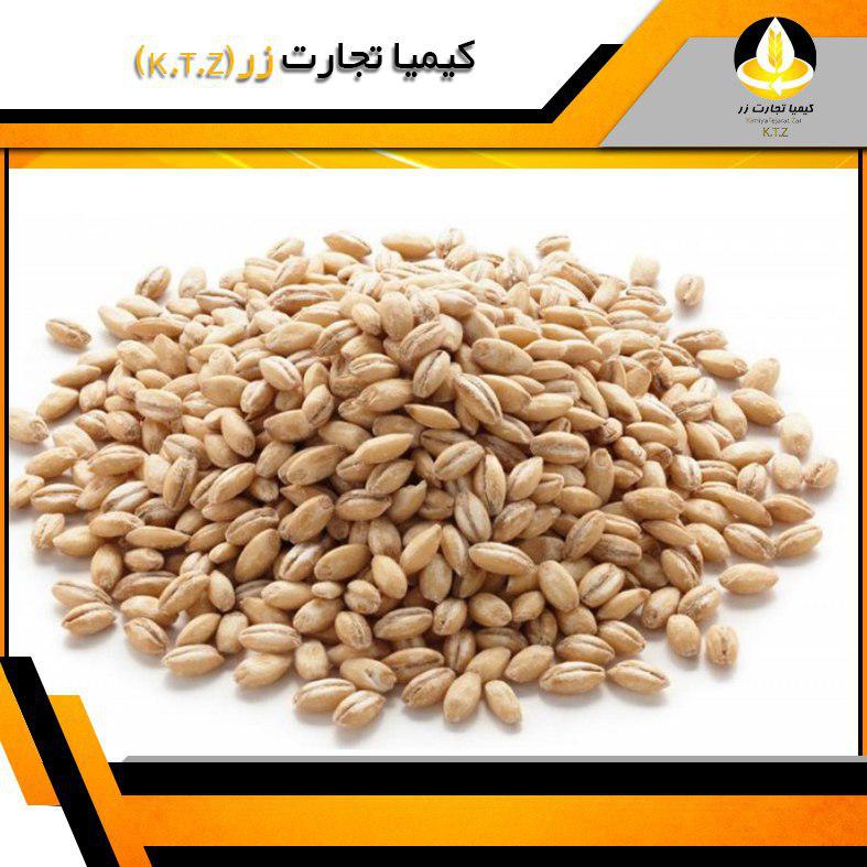 گندم داخلی اصفهان
