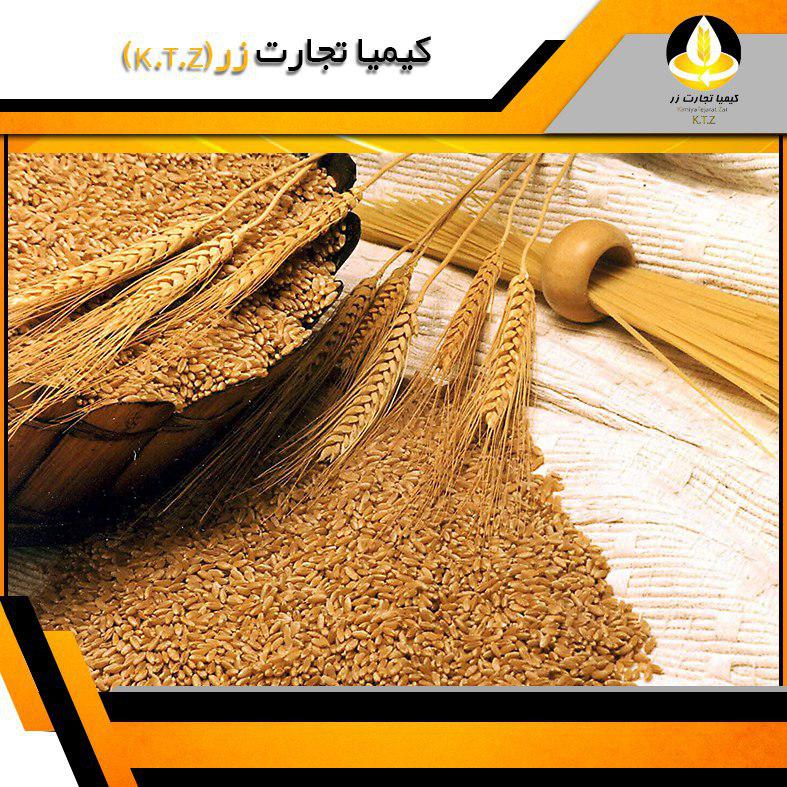 گندم داخلی خوزستان