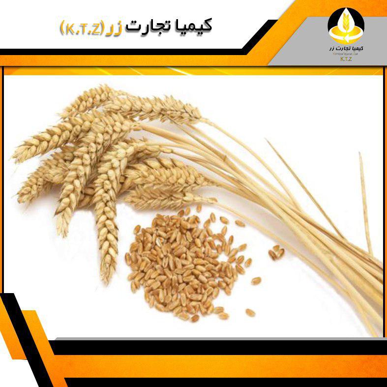 گندم داخلی فارس