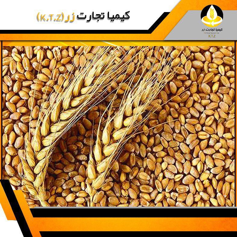 گندم داخلی گلستان