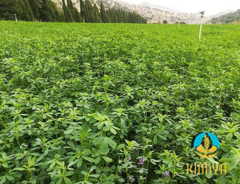 یونجه فله دامی شیراز