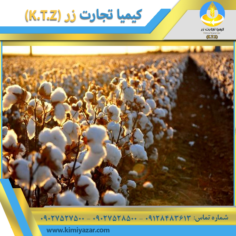 پنبه دانه خراسان شمالی