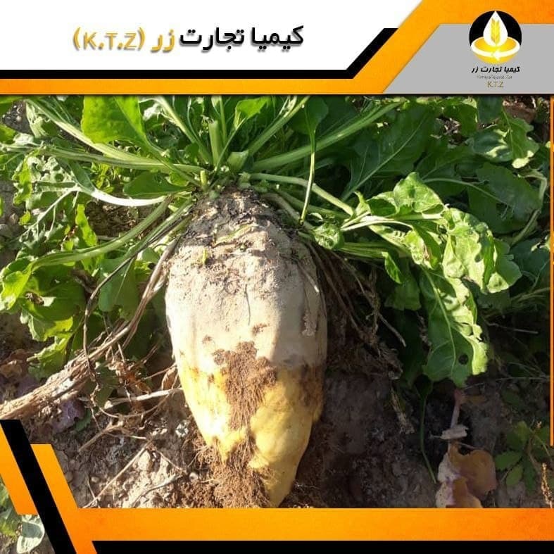 چغندر دامی