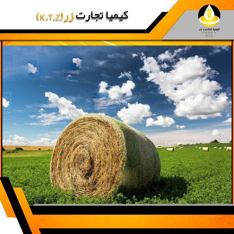 کلش گندم دامی