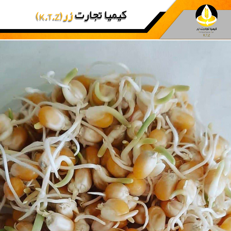 جوانه ذرت
