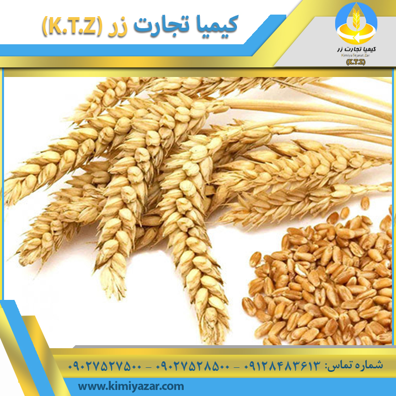 سبوس گندم سپیدان